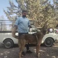 سگ سرابی افغانی آلابای پژدر