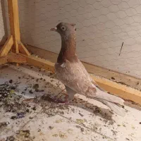 کفتر قورگی نر و یک عدد کفتر سینه ماده