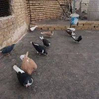 کفتر .کبوتر بوم
