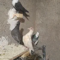 کبوتر