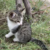 گربه|گربه|مرند, |دیوار