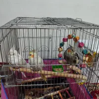 عروس هلندی سرحال