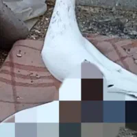 کبوتر|پرنده|مشهد, شهید آوینی|دیوار
