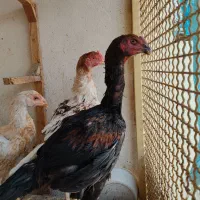 مرغ وخروس لاری اوشامو