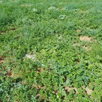 هندوانه