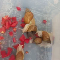 حلزون و خاویار