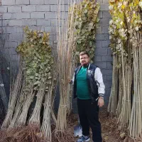 صنوبر،کبوده،پالونیا