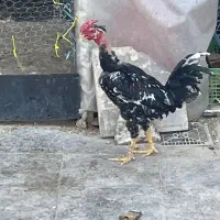 خروس لاری مشکی و خروس چهل تاج