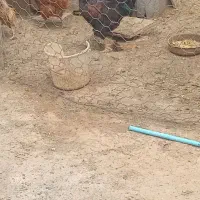 خروس جوان
