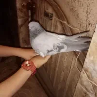 سبزماده جوجه امسال درشت وکشیده