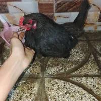 مرغ