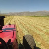علوفه سبزه یونجه