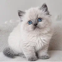 گربه هیمالین ماده و نر چشم‌آبی