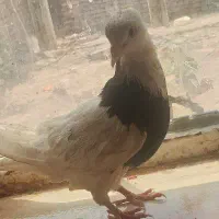 کبوتر فروشی