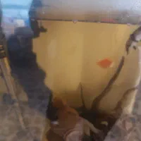 ماهی روح شب