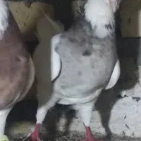 کبوتر|پرنده|باوی, |دیوار