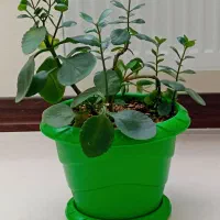 گل قاشقی