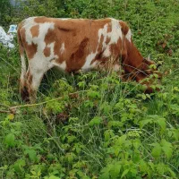 گوساله ماده لیشه ۱۴ ماهه