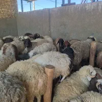 میش بره