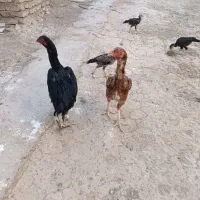 ۸عدد جوجه لاری وچهار عدد مرغ لاری قیمت مناسب