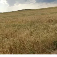 کاه گندم دیم سرخس ،بزنگان،شورلق