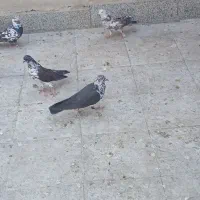 کبوتر قاره پرشی به شرط