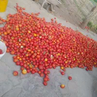 گوجه محلی تقریبا۳۰۰کیلو