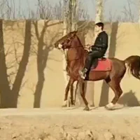 کرد بی نظیر