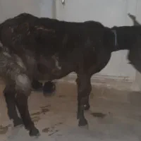 بز چاق کشتی داشتی