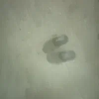 صندل پیداشده