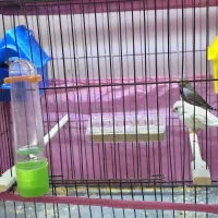 فنچ کینگ سایز