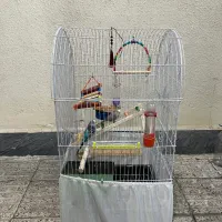 یک جفت مرغ عشق با قفس بزرگ
