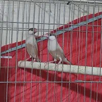 فنچ