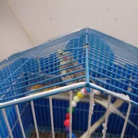 طوطی عروس هلندی