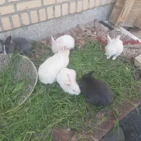 خرگوش