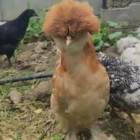 مرغ و خروس اصل لهستانی پاپر و کاکلی