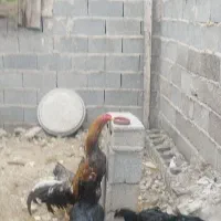 تخم نطفه دار لاری