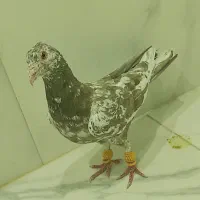 کفتر سرور قهوه‌ای نر