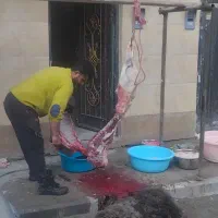 قصاب سیار بره گوساله قرچک ورامین