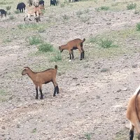 بز الپایین