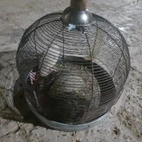 بلدرچین