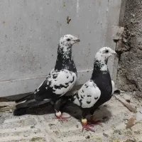 پرنده