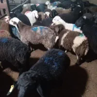 گوسفند زنده جایگاه زیرنظر اتحادیه تمام تهران باقصا