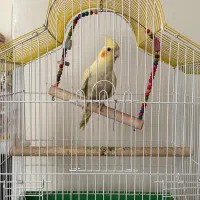 عروس هلندی دستی