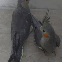 عروس هلندی