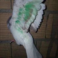 نر شماره دار