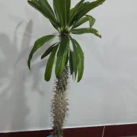 نخل ماداگاسکار