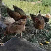 فروش مرغ محلی اصل