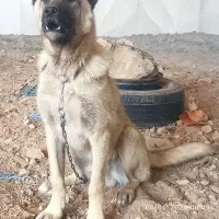 سگ نژاد کانگال
