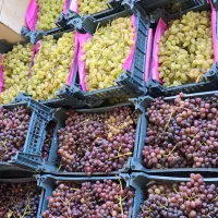 میوه حراجی ارزان سرا فقط پنجشنبه ها